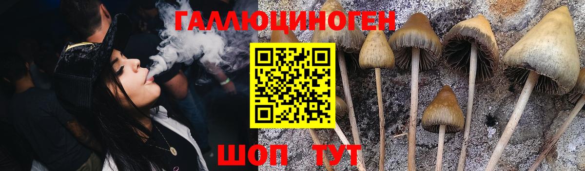 Горячий Ключ  Псилоцибиновые грибы Cubensis  Вход с VPN 